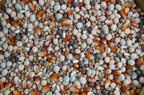 Rozpłodowa 4Pory Roku 25kg Mrowca
