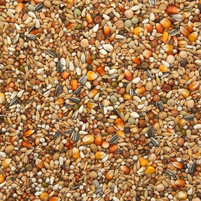 42_vanrobaeys_pierzenie_duivex_sklep_golab.jpg