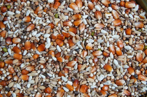 Lekkostrawna Plus 20kg Mrowca