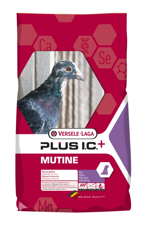 mutine_versele_laga_pierzenie_duivex_sklep_golab