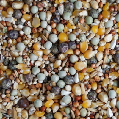DM dla młodych 20kg Mrowca