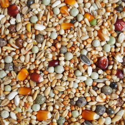 RX -Rozpłodowa Extra 20kg Mrowca