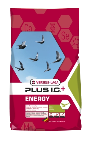 Lotowa - Energy Plus I.C.+