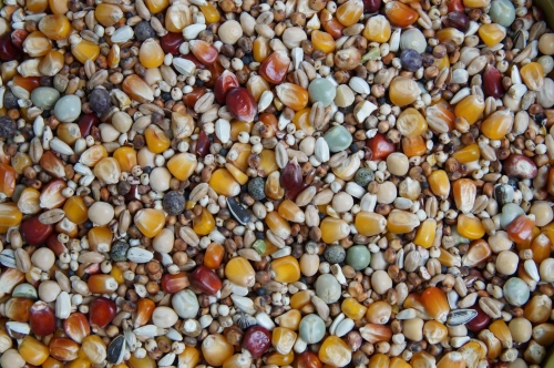 Pierzeniowa Extra 20kg Mrowca