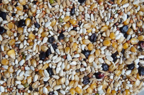 Lekkostrawna z czarną kukurydzą 20kg Mrowca